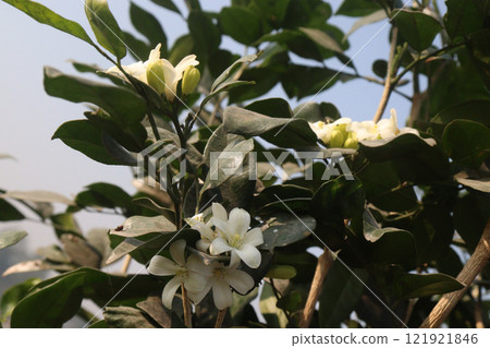 Murraya paniculata flower plant on farm 121921846