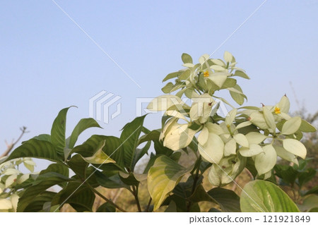 Mussaenda pubescens flower plant on farm Mussaenda pubescens flower plant on farm 121921849