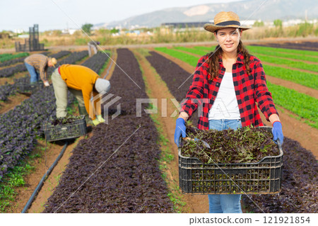 Female gardener holding crate with red mizuna 121921854