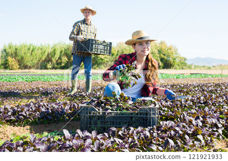 Young female gardener harvesting red canonigos at farm field Young female gardener harvesting red canonigos at farm field 121921933