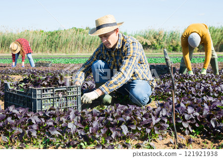 Farmer harvesting red arugula on plantation 121921938