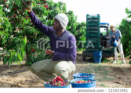 People picking cherry near tractor 121921981