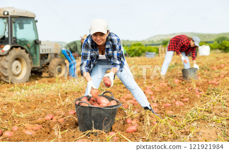 Positive woman farmer harvesting potatoes on field 121921984