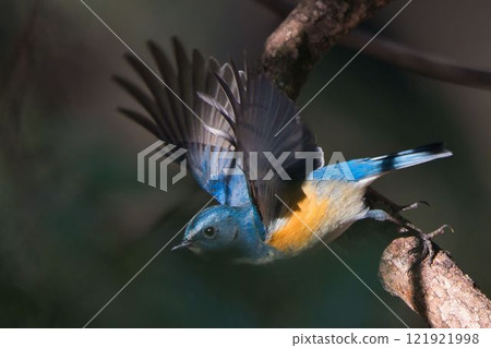 Himalayan Bluetail flying off a branch Himalayan Bluetail flying off a branch 121921998