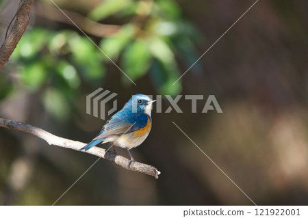 Ruribitaki在樹枝上捕捉 121922001