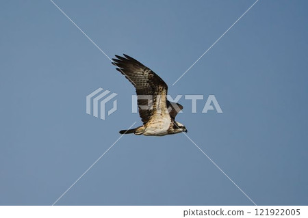 Osprey flying calmly against the blue sky 121922005