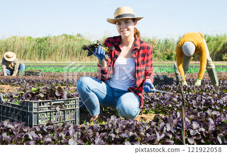 Woman farmer picking red komatsuna leaf greens Woman farmer picking red komatsuna leaf greens 121922058
