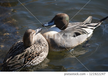 A pintail duck flying into the moat of Nagoya Castle 121922247