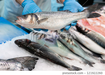 Fresh fish sea bass in hands Fresh fish sea bass in hands 121922260