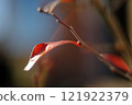 Red leaves Red leaves 121922379
