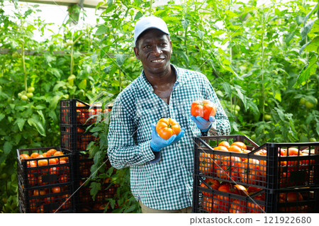 Man farmer with tomato harvest in greenhouse Man farmer with tomato harvest in greenhouse 121922680