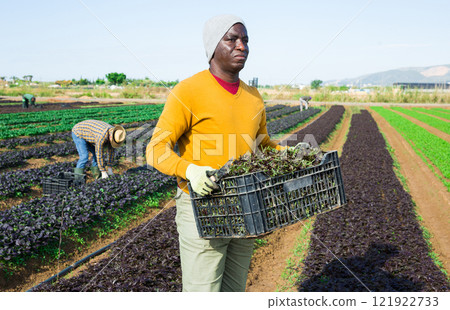 Man farmer carrying box with picked mizuna Man farmer carrying box with picked mizuna 121922733