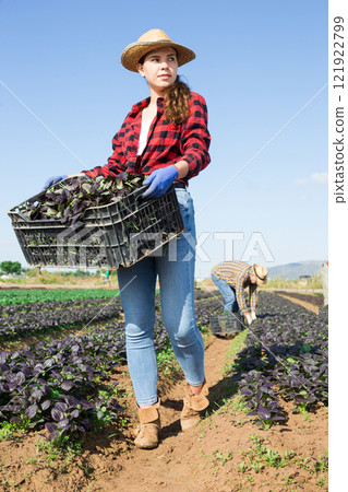 Woman farmer carrying box with picked komatsuna 121922799