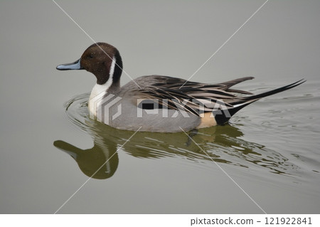 A pintail duck flying into the moat of Nagoya Castle A pintail duck flying into the moat of Nagoya Castle 121922841