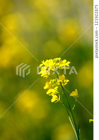 A single rape flower in a rape flower field 121922875