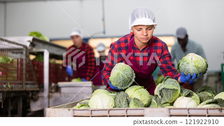 Female employee in sorting factory for agricultural products working in warehouse of vegetables, checking organic cabbage into boxes 121922910