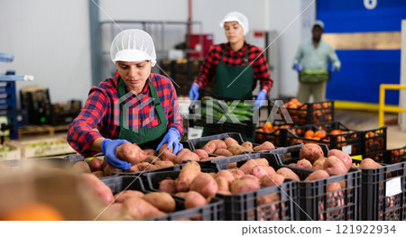 Young woman farmer inspects potatoes from crates Young woman farmer inspects potatoes from crates 121922934