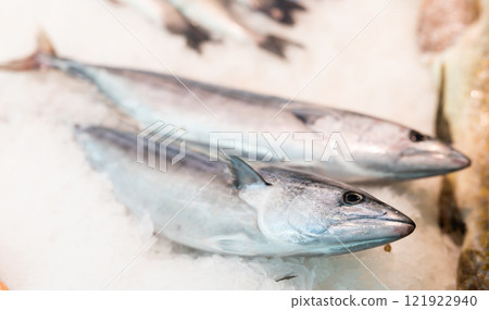 Crumbled ice, whole carcasses of little tuna fish trunk lie on its surface, close up 121922940