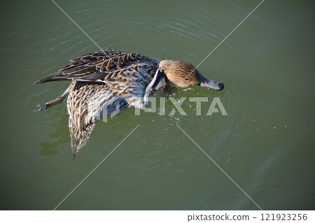飛進名古屋城護城河的針尾鴨 飛進名古屋城護城河的針尾鴨 121923256