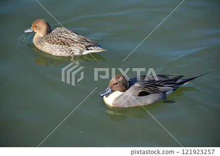 飛進名古屋城護城河的針尾鴨 121923257