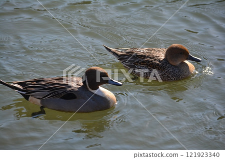 A pintail duck flying into the moat of Nagoya Castle 121923340