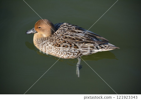 A pintail duck flying into the moat of Nagoya Castle A pintail duck flying into the moat of Nagoya Castle 121923343