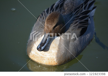 A pintail duck flying into the moat of Nagoya Castle 121923398