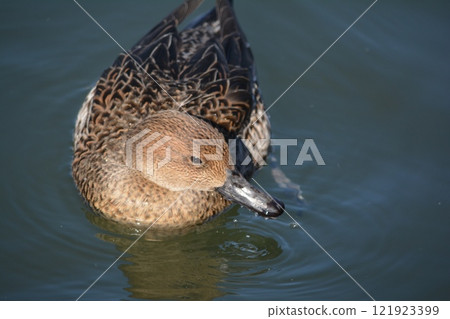A pintail duck flying into the moat of Nagoya Castle 121923399