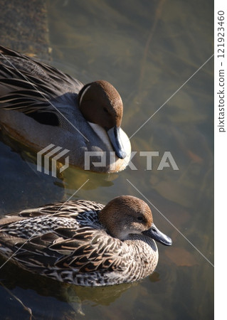 A pintail duck flying into the moat of Nagoya Castle A pintail duck flying into the moat of Nagoya Castle 121923460