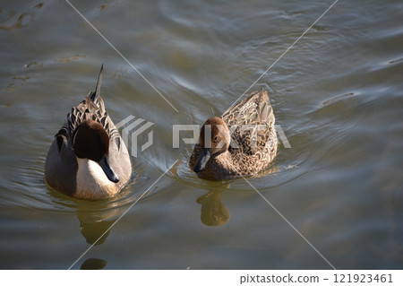 A pintail duck flying into the moat of Nagoya Castle A pintail duck flying into the moat of Nagoya Castle 121923461