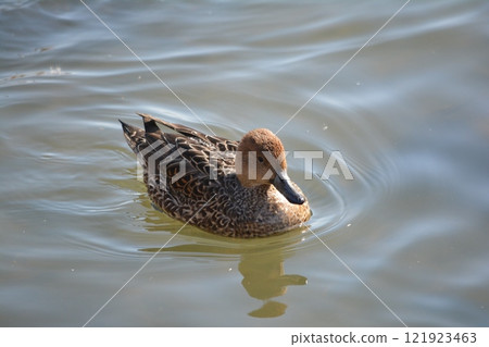 A pintail duck flying into the moat of Nagoya Castle A pintail duck flying into the moat of Nagoya Castle 121923463
