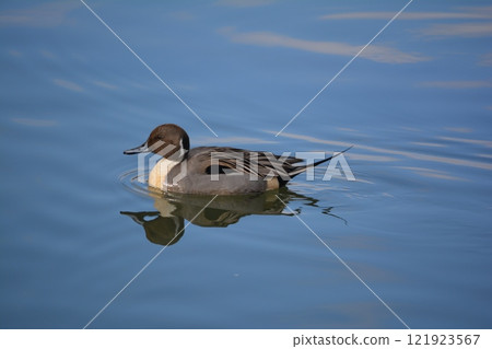 A pintail duck flying into the moat of Nagoya Castle 121923567