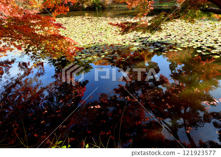 蛇鼻子 2024-11-17 #71 121923577