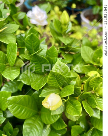 A white flower that seems to be a gardenia 121923643