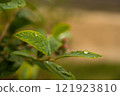 Leaves with waterdrops Leaves with waterdrops 121923810