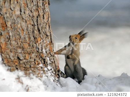 Ezorisu 121924372