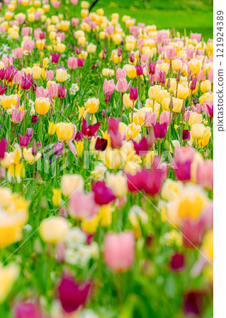 Colorful tulip fields and the arrival of spring Colorful tulip fields and the arrival of spring 121924389