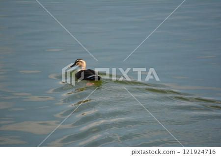 Spot-billed ducks swimming in the park pond Spot-billed ducks swimming in the park pond 121924716