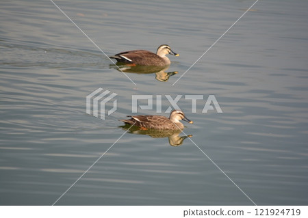 卡爾加莫在公園池塘里游泳 121924719