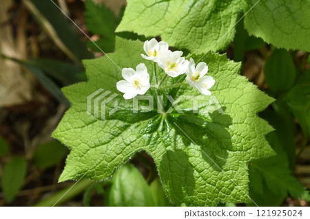 A beautiful white flower with a diameter growing from the center of a large jagged leaf found in the wetlands of Tsugaike, Shinshu. A beautiful white flower with a diameter growing from the center of a large jagged leaf found in the wetlands of Tsugaike, Shinshu. 121925024