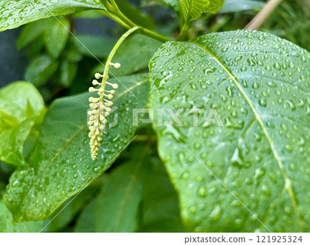 Rain-soaked leaves and buds/The plant 121925324