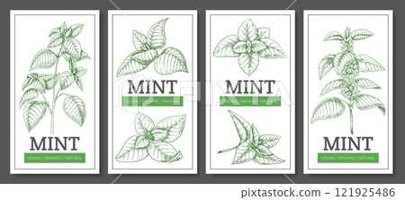 Mint poster. Banner or packaging design. Hand drawn sketch leaves and flowers. Minimal engraving card. Culinary spice, aromatic tea. Peppermint plant, spearmint herb. Vector illustration Mint poster. Banner or packaging design. Hand drawn sketch leaves and flowers. Minimal engraving card. Culinary spice, aromatic tea. Peppermint plant, spearmint herb. Vector illustration 121925486