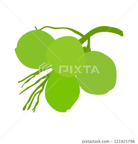 coconut fruit icon vector 121925796