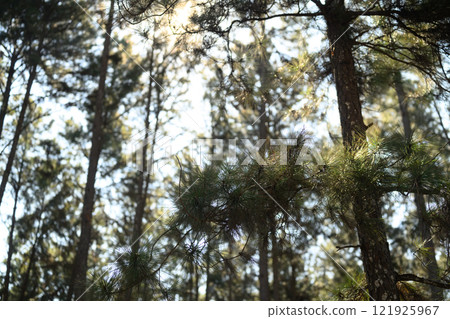 Pine trees with sunlight gently filtering through the dense branches 121925967