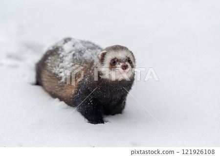 A curious ferret explores a snowy landscape during winter, showcasing its playful nature amidst the white blanket of snow 121926108