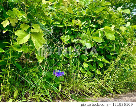 生長在磚牆上的植物（雜草）/植物 121926109