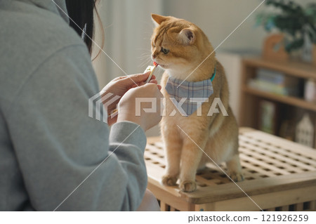 pet care concept with british cat relax and eat food in living room pet care concept with british cat relax and eat food in living room 121926259