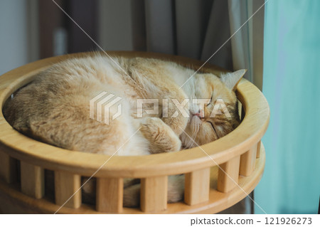 pet care concept with british cat relax and sleep in living room 121926273