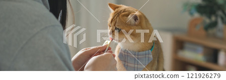 pet care concept with british cat relax and eat food in living room 121926279