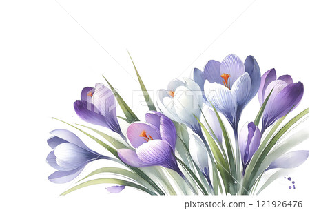 Purple crocus illustration 121926476